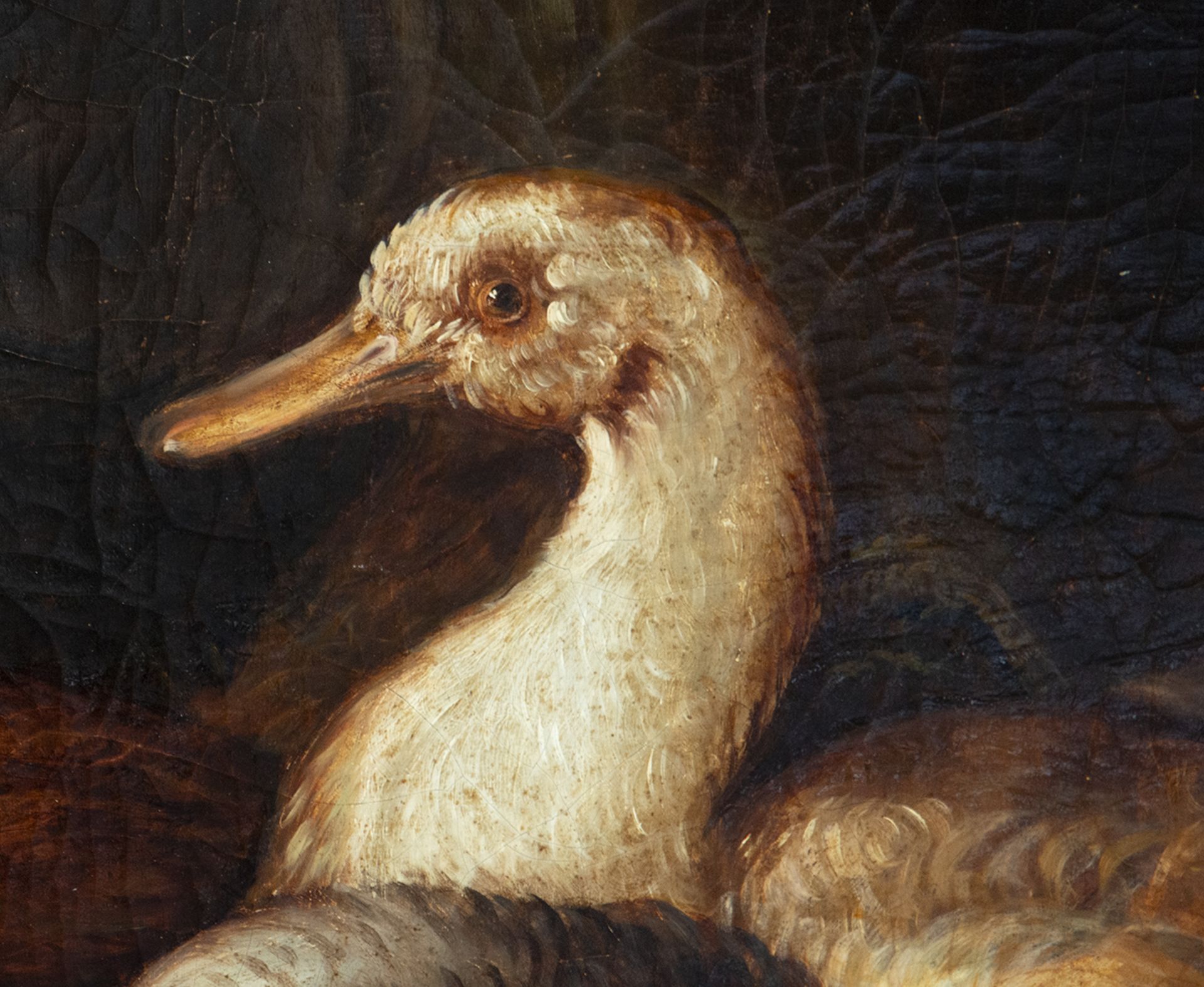 Still Life of Birds from the 18th century - early 19th century, Belgian or Dutch school - Bild 2 aus 5