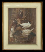 "Pigeons", watercolor on paper, Harold Wright (1897-1964), 19th century English School