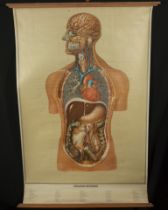 Natural History, Large Medical Illustrative Poster, 1930s-1940s