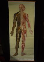 Natural History, Large Medical Illustrative Poster, 1930s-1940s