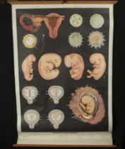 Natural History, Large Medical Illustrative Poster, 1930s-1940s