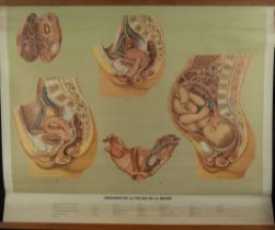 Natural History, Large Medical Illustrative Poster, 1930s-1940s