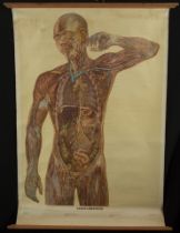 Natural History, Large Medical Illustrative Poster, 1930s-1940s