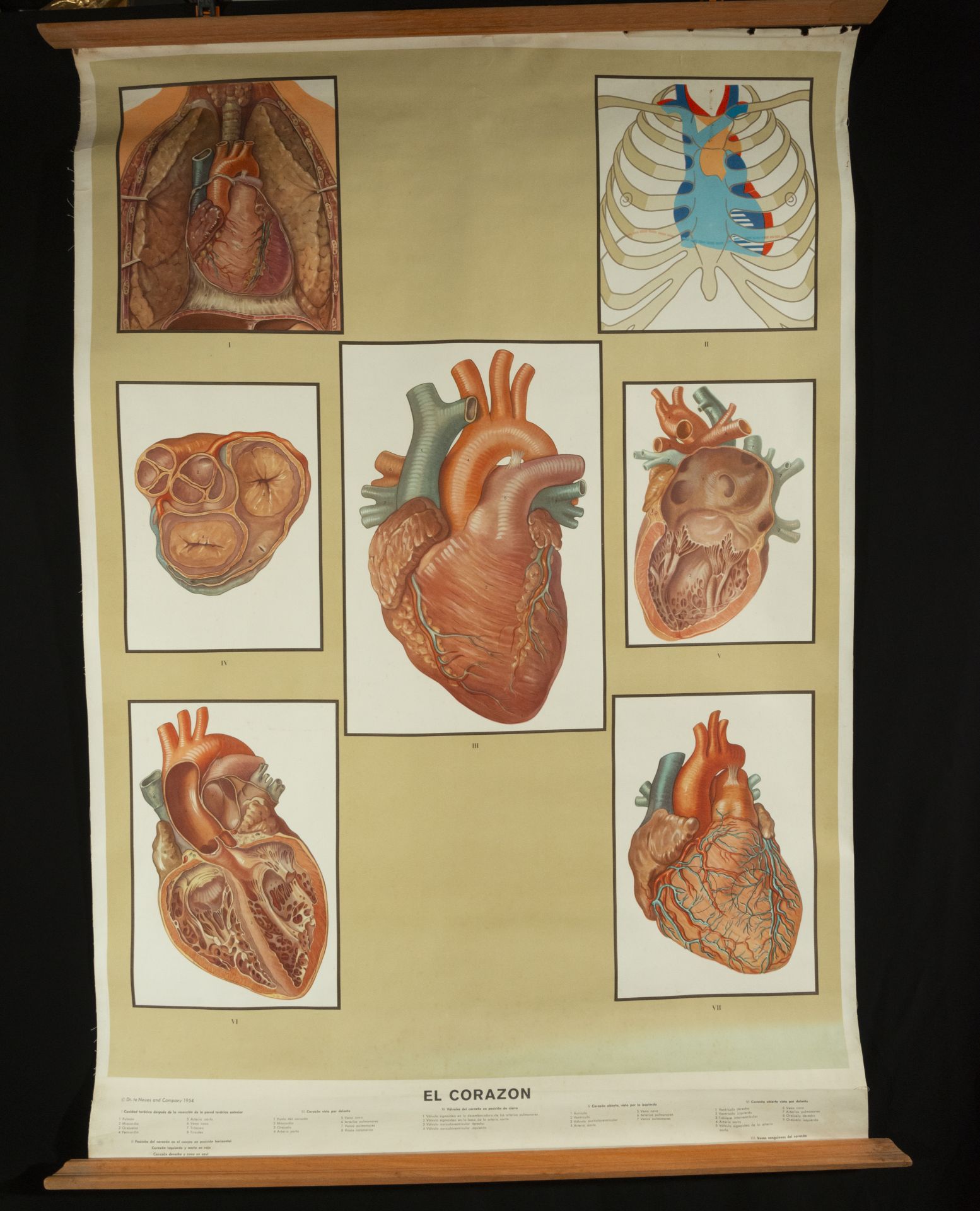 Natural History, Large Medical Illustrative Poster, 1930s-1940s
