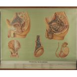 Natural History, Large Medical Illustrative Poster, 1930s-1940s