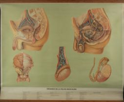 Natural History, Large Medical Illustrative Poster, 1930s-1940s