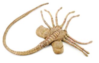 ALIENS (1986) - Stunt Facehugger