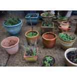 A large group of terracotta plant pots.