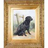 C. Whitfield: a canine portrait of a black labrador in a naturalistic setting, signed bottom
