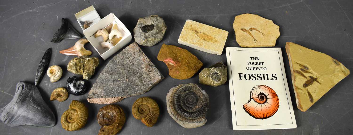 A group of various fossils, including fish ammonites and shells and various ancient shark's teeth.