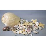A collection of shells including cowrie shells, star-fish, sea-urchins and a large conch shell.