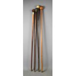 Four vintage walking canes, of various woods, with brass caps and each having ball handle; horn,