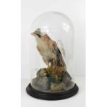 A Victorian taxidermy Jay, with naturalistic setting to the stand, under a glass dome, 20cm diameter