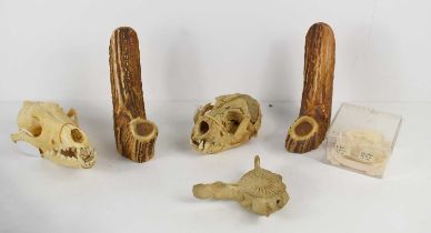 A collection of animal skulls and bone fragments to include a Lynx skull, Coyote Skull, horn