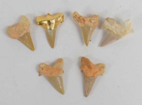 A group of six Great White Shark teeth fossils, one has been made into a pendant with gold leaf