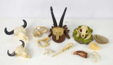 A group of animal horns, shells and a taxidermy animal skull and horn, two resin skulls, fish jaw