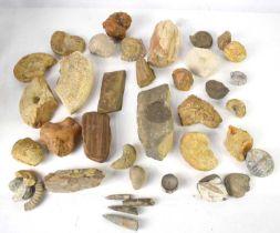 A collection of fossils to include ammonite, coprolites, petrified wood, Echinoid, trilobite, sea