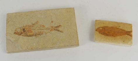Two fish fossils from the Eocene period, one from Green River, Wyoming, USA.