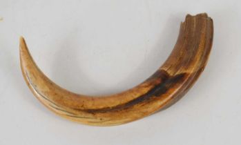 A 19th century warthog or wild boar's tusk, 27cm.