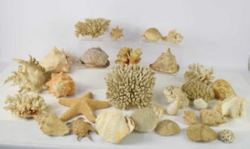 A large collection of sea shells and coral of various sizes.