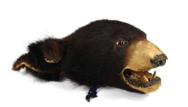 Taxidermy: An antique taxidermy head of a black bear, having glass eyes with mouth open, 40cm by