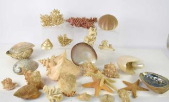 A large collection of sea shells and coral of various sizes.