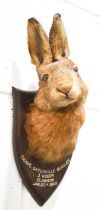 P Spicer & Sons of Leamington taxidermy hare mask, Thorpe Satchville Beagles, 3 Hours, Clawson,