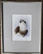 Philip Snow (20th century): Osprey, watercolour, 21 by 16cm.