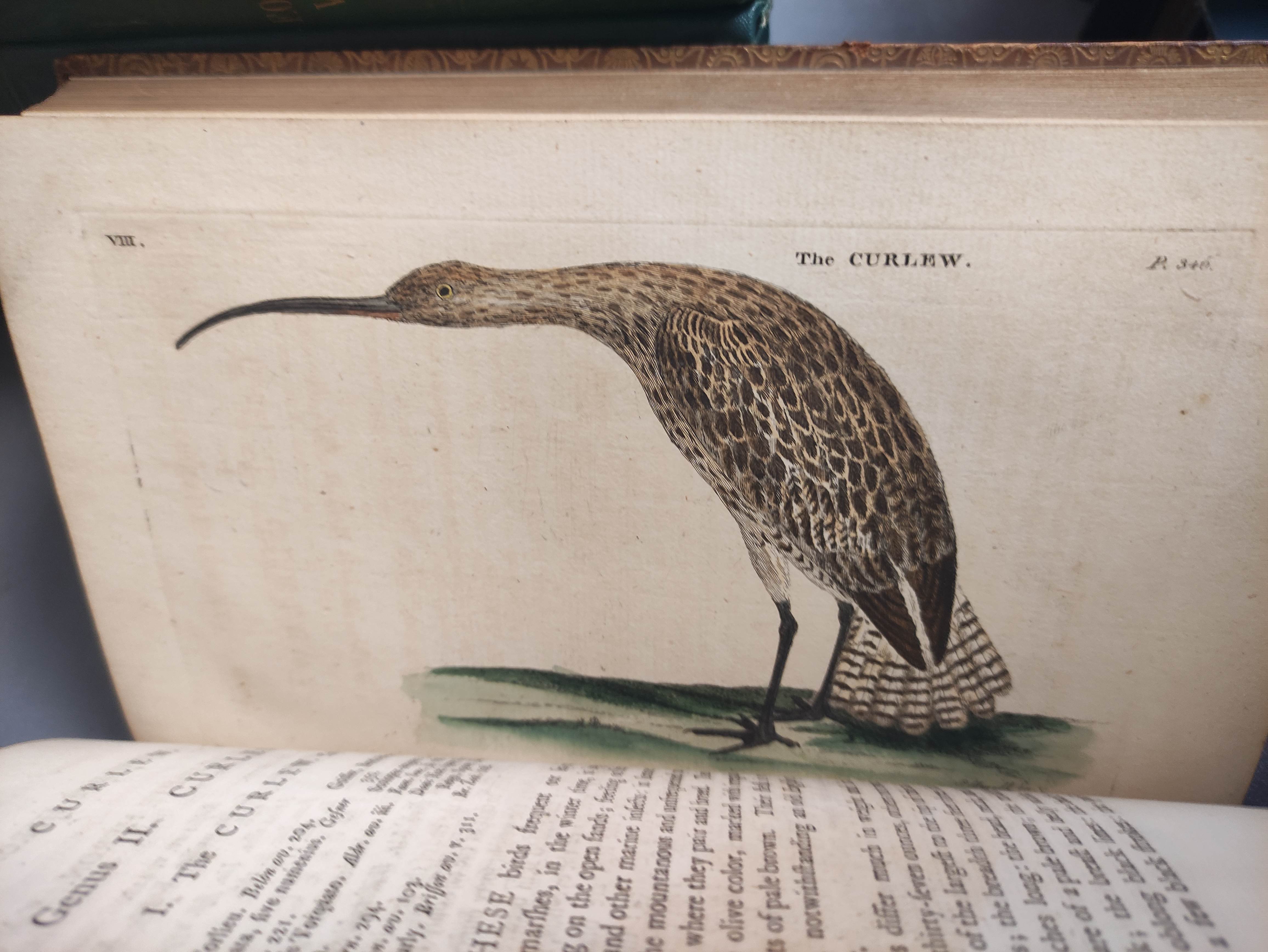 (PENNANT THOMAS).  British Zoology. 2 vols. 18 hand col. eng. plates. Poor bdgs. 1768. - Image 9 of 9