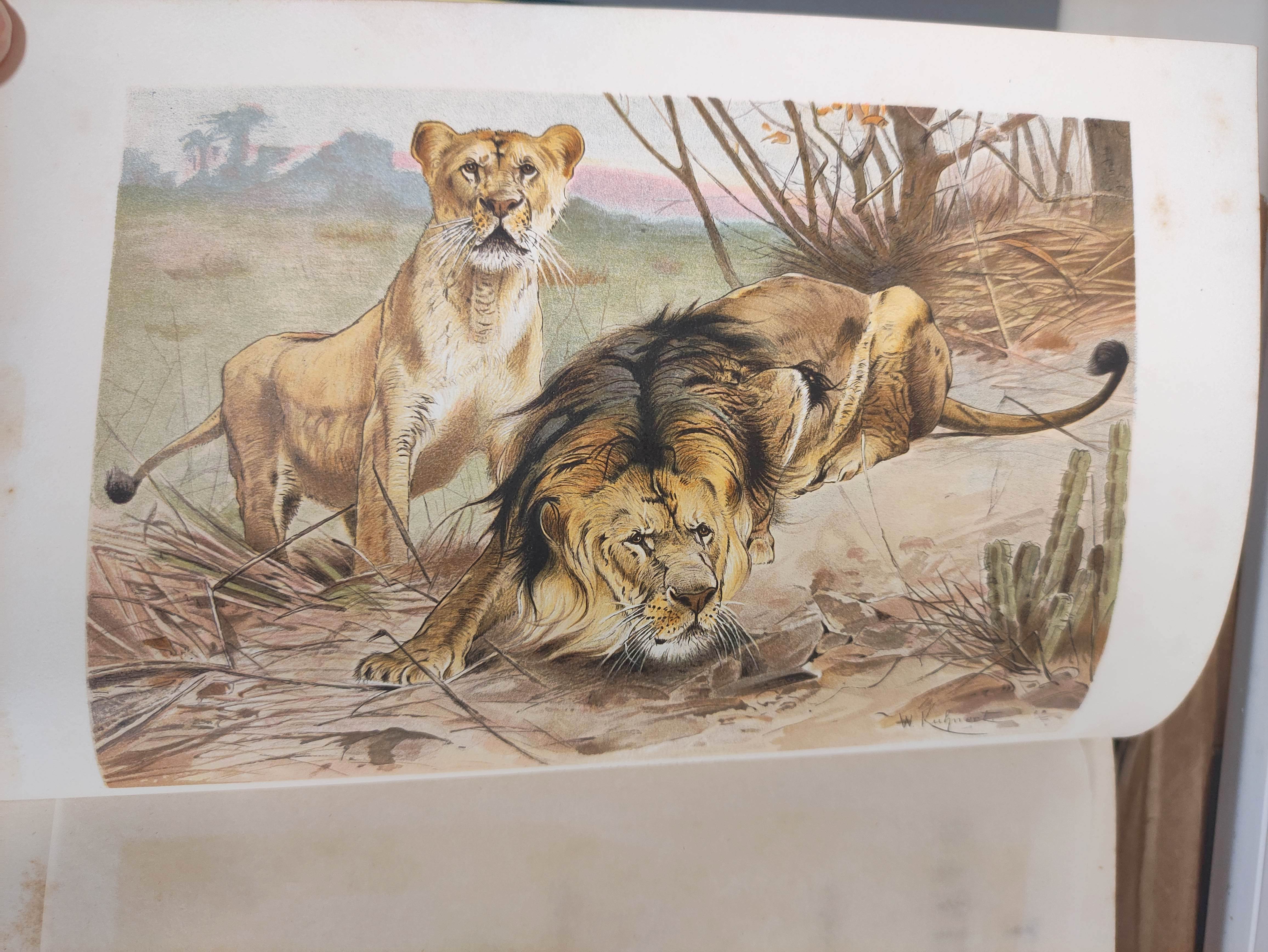 LYDEKKER RICHARD.  The Royal Natural History. 12 vols. Many col. plates & other illus. Royal 8vo. - Image 5 of 9