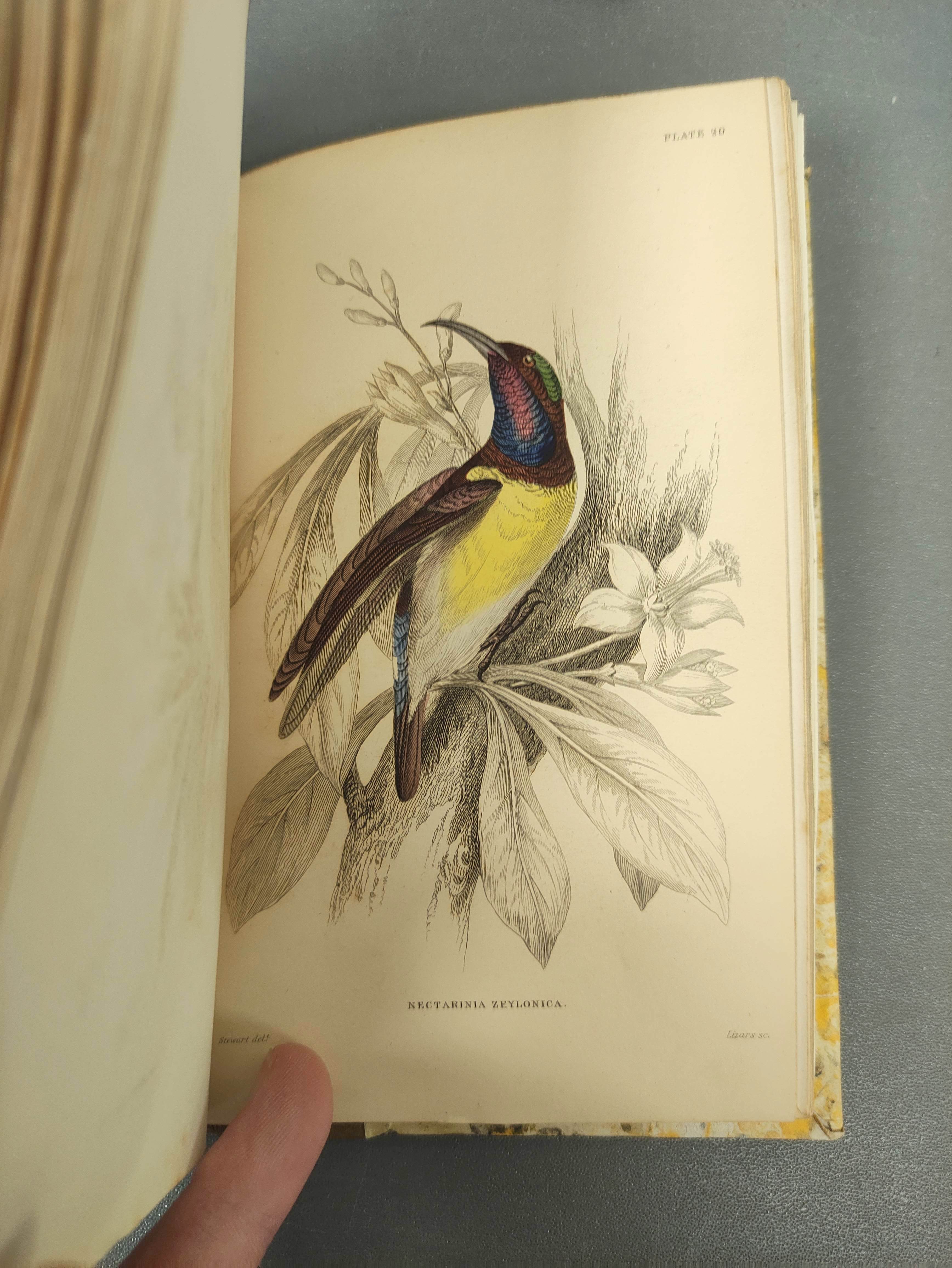JARDINE SIR WILLIAM.  The Naturalist's Library. Ornithology vols. 1 & 2 re. Humming Birds. Eng. - Image 12 of 16