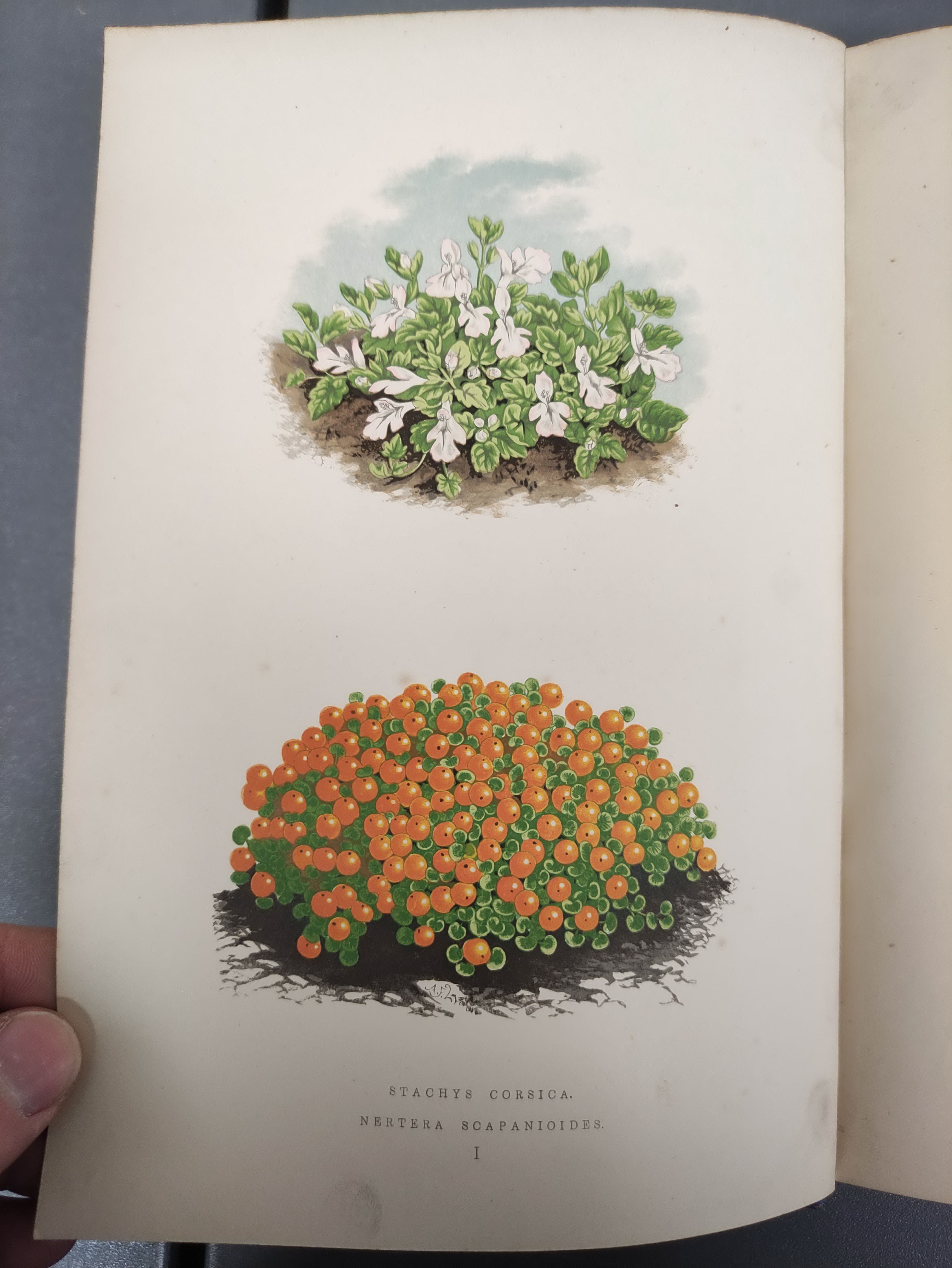 WOOSTER DAVID.  Alpine Plants. 2 vols. (First & Second Series). Many good col. plates. Quarto. Orig. - Image 5 of 10