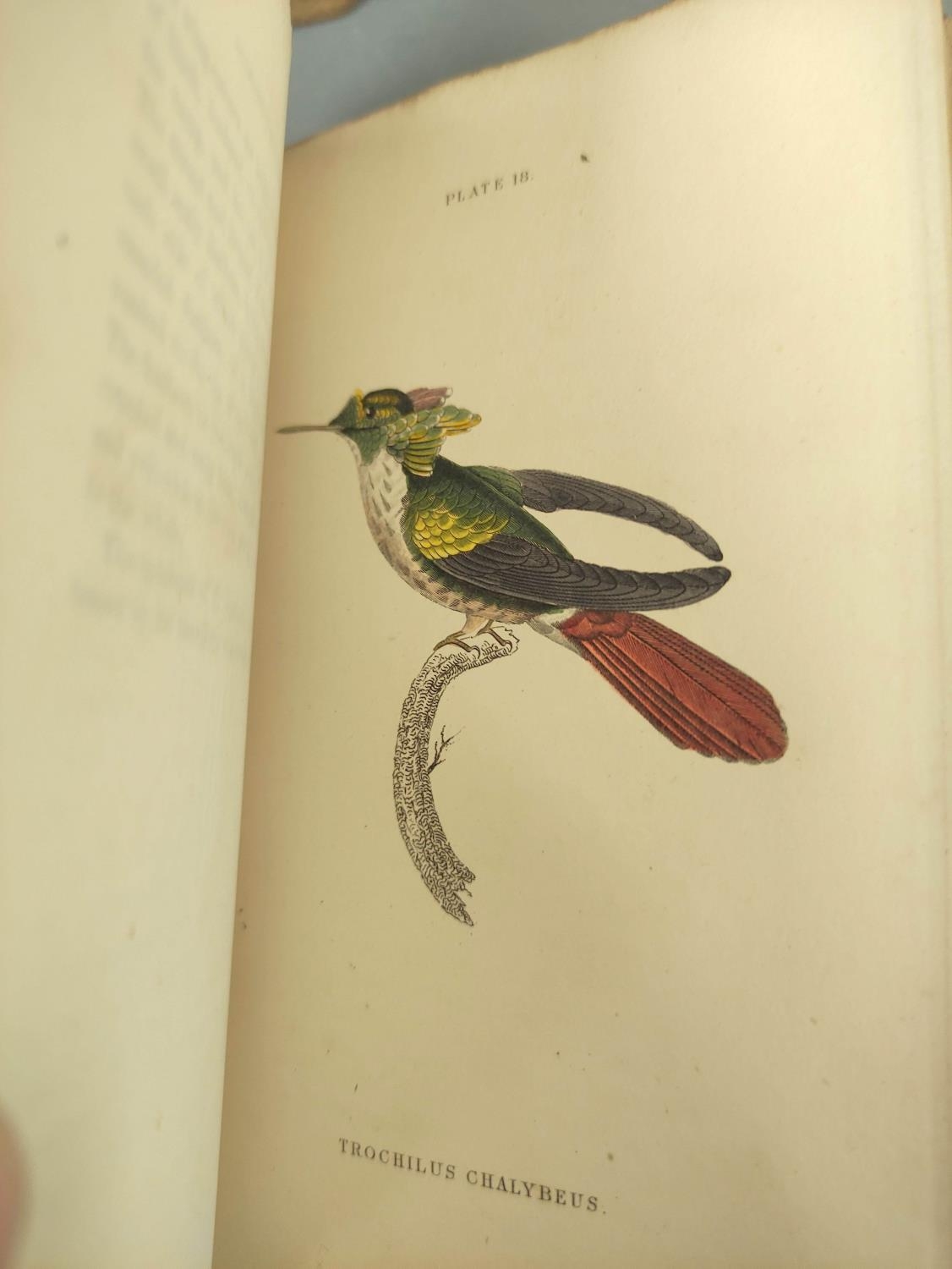 JARDINE SIR WILLIAM.  The Naturalist's Library. Ornithology vols. 1 & 2 re. Humming Birds. Eng. - Image 14 of 16