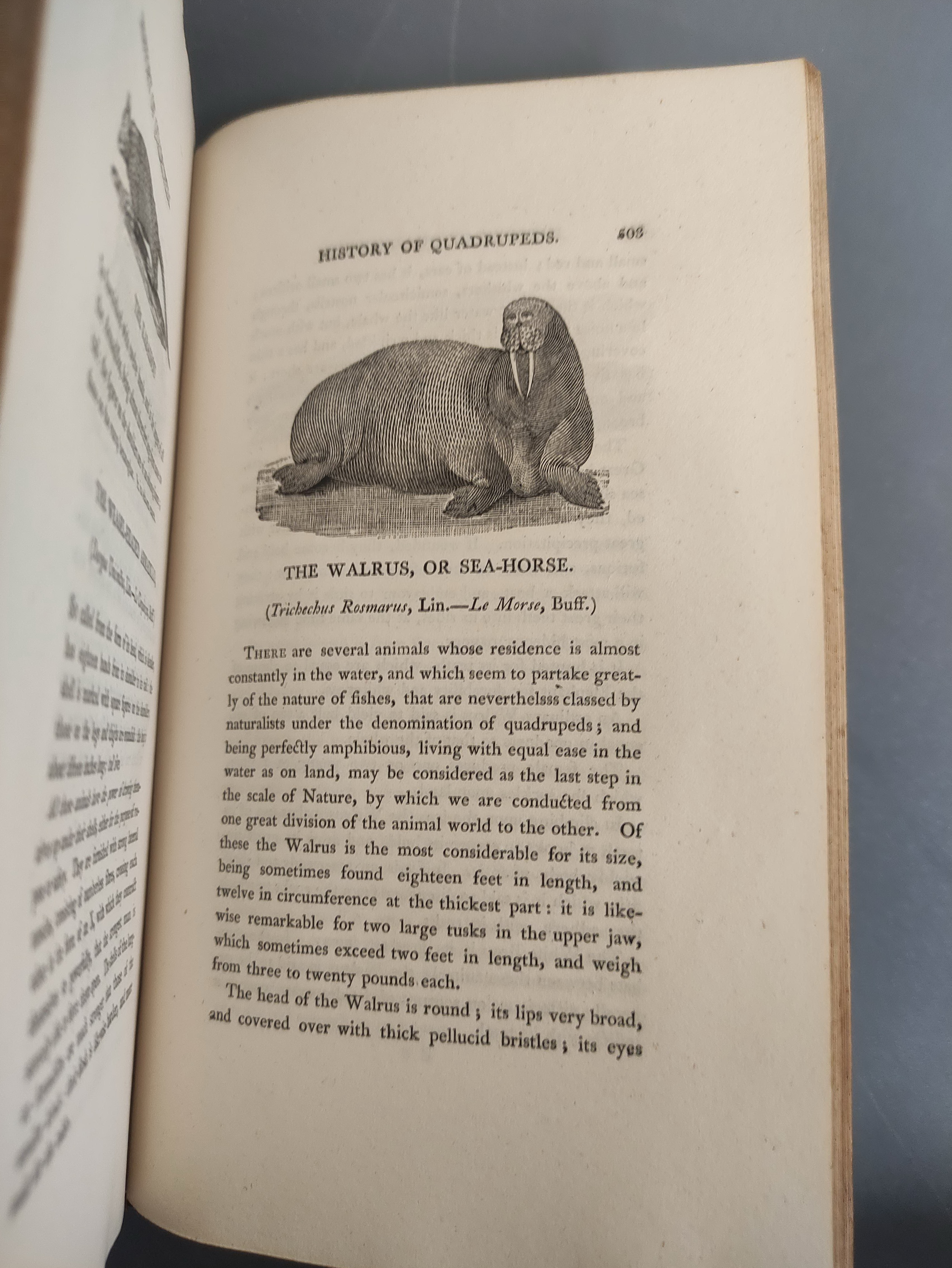 BEWICK THOMAS.  A General History of Quadrupeds. 525pp. Many wood eng. vignettes. Large paper 8vo. - Image 7 of 9