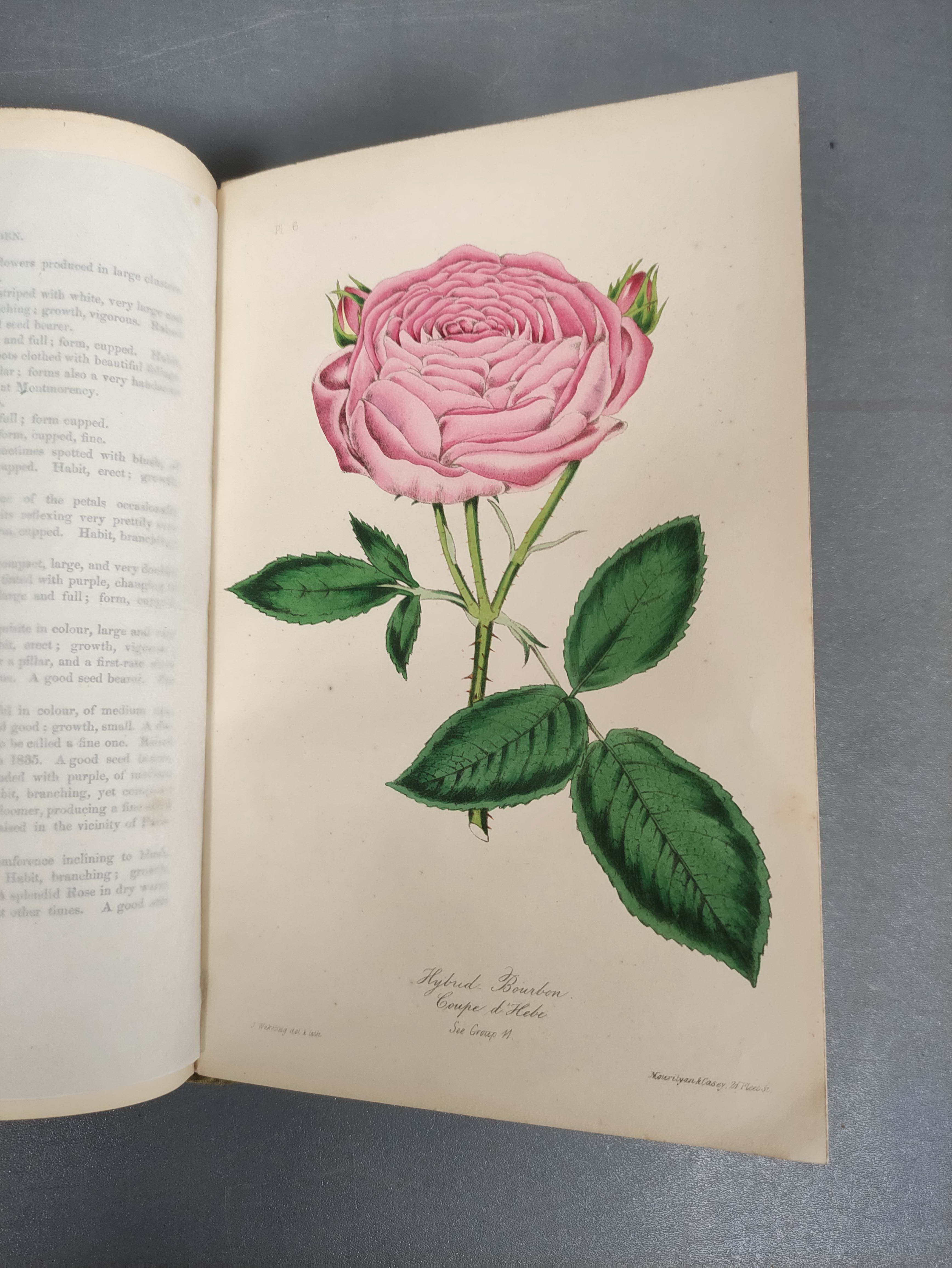 PAUL WILLIAM, of Cheshunt.  The Rose Garden. Col. & other illus. & text vignettes. Royal 8vo. - Image 8 of 8