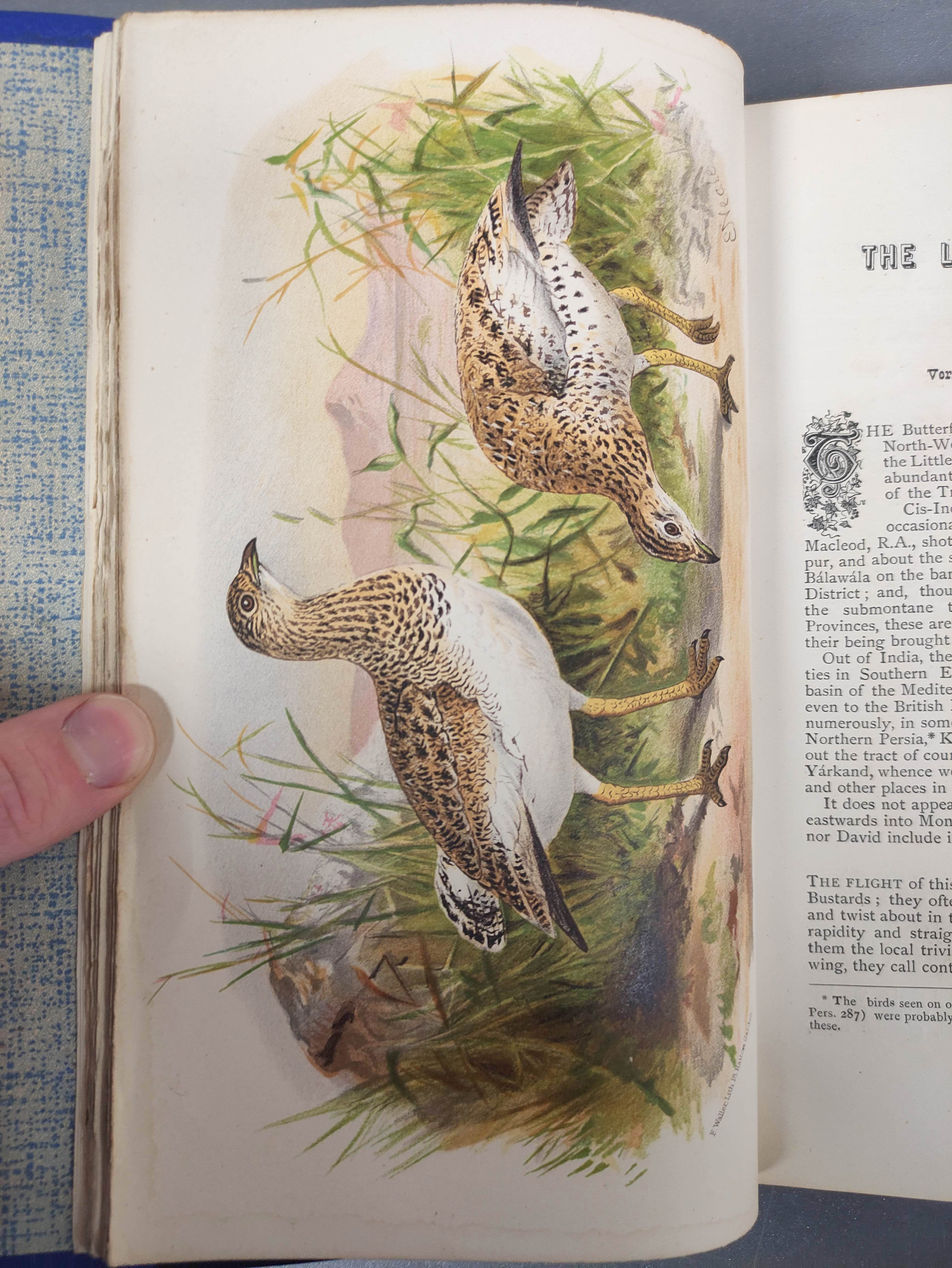 HUME A. O. & MARSHALL C. H. T. (Pubs).  The Game Birds of India, Burma & Ceylon. 3 vols. Eng. - Image 5 of 11