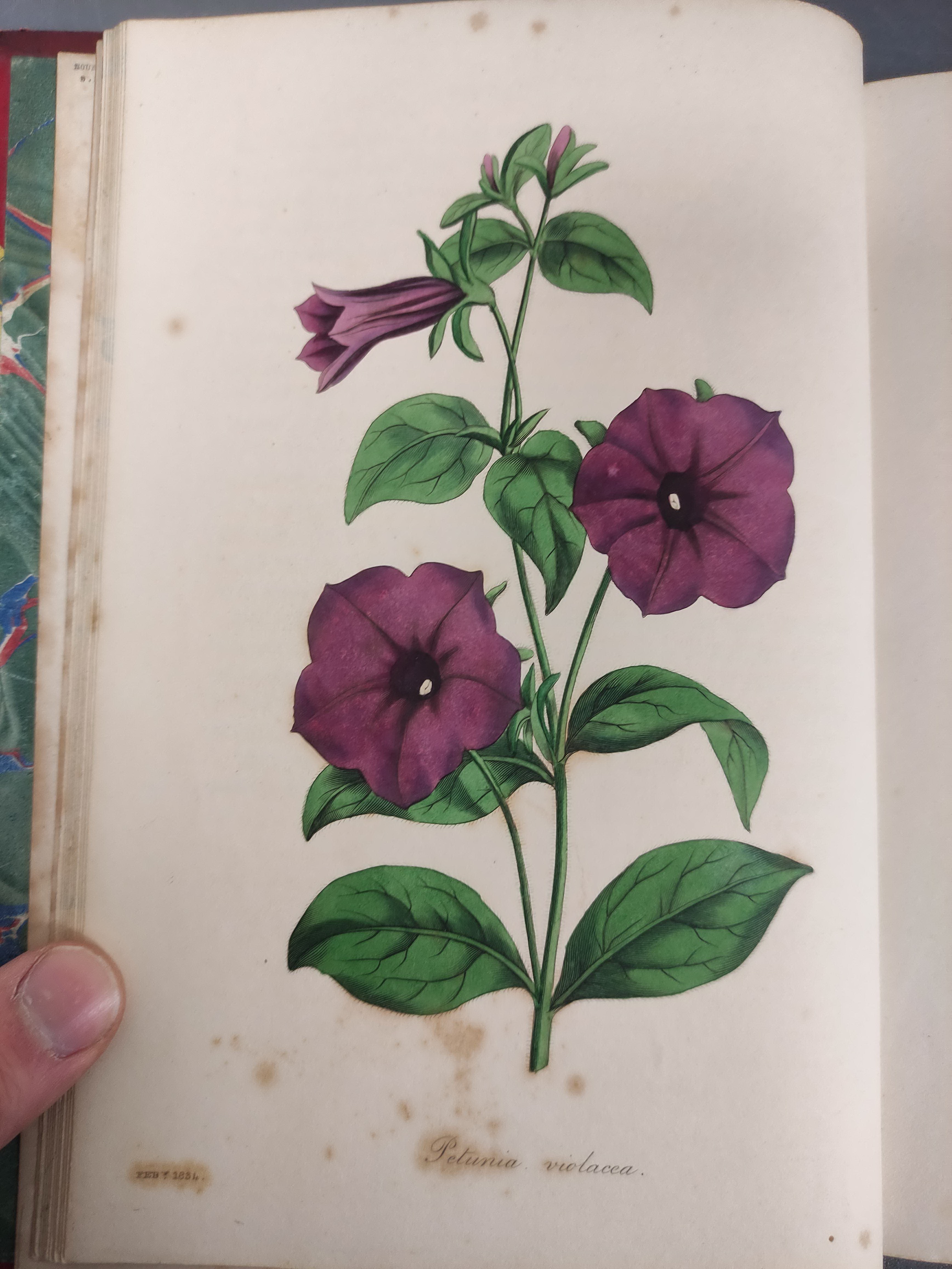 PAXTON JOSEPH.  Paxton's Magazine of Botany. Vols. 1 to 4. 151 hand col. plates plus text illus. - Image 7 of 11