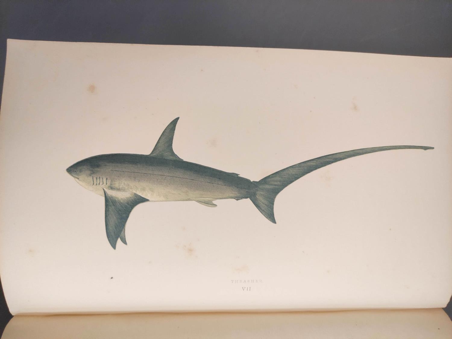 COUCH JONATHAN.  A History of the Fishes of the British Islands. 4 vols. Many hand col. eng. - Image 9 of 9
