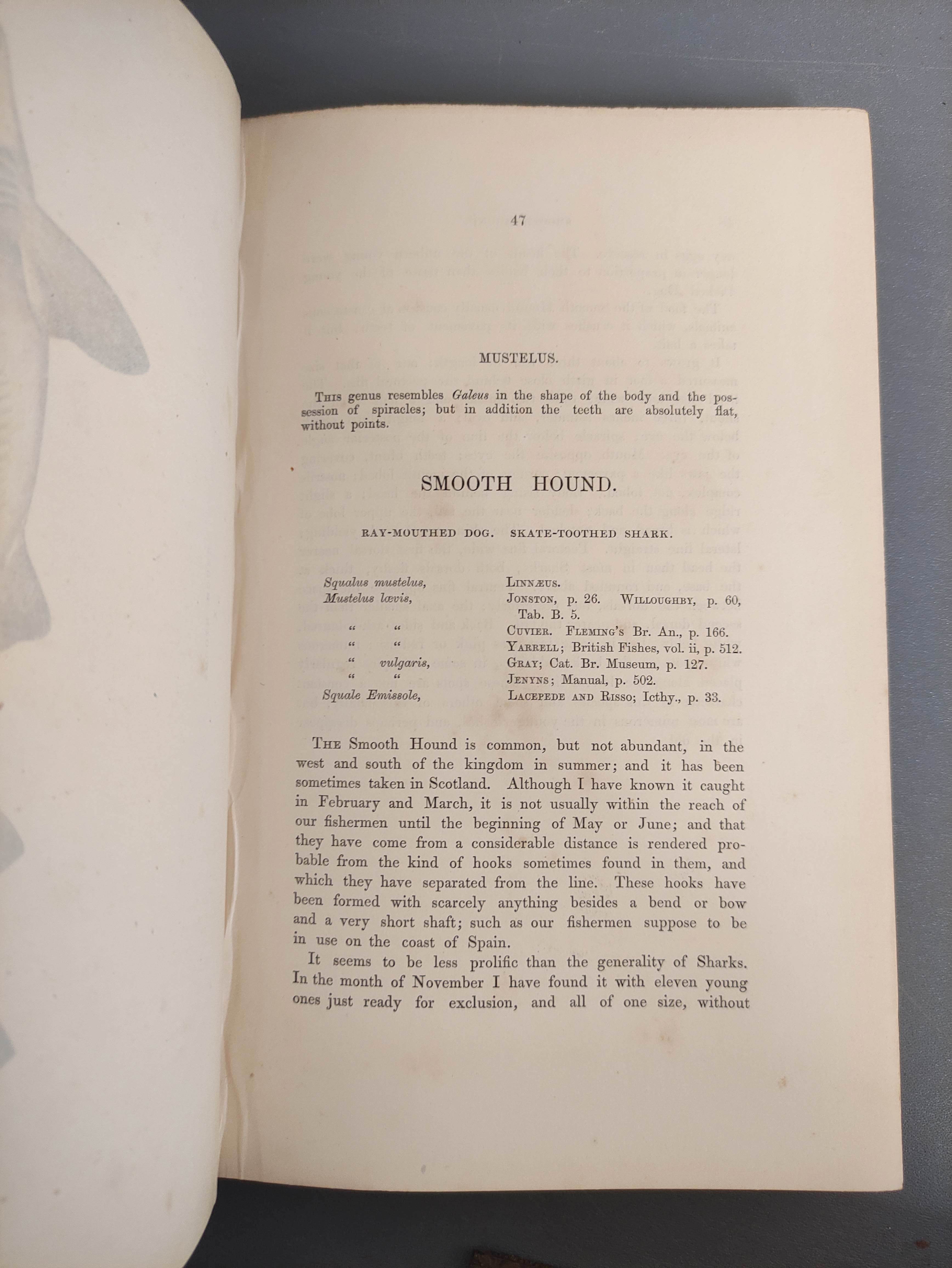 COUCH JONATHAN.  A History of the Fishes of the British Islands. 4 vols. Many hand col. eng. - Image 7 of 9