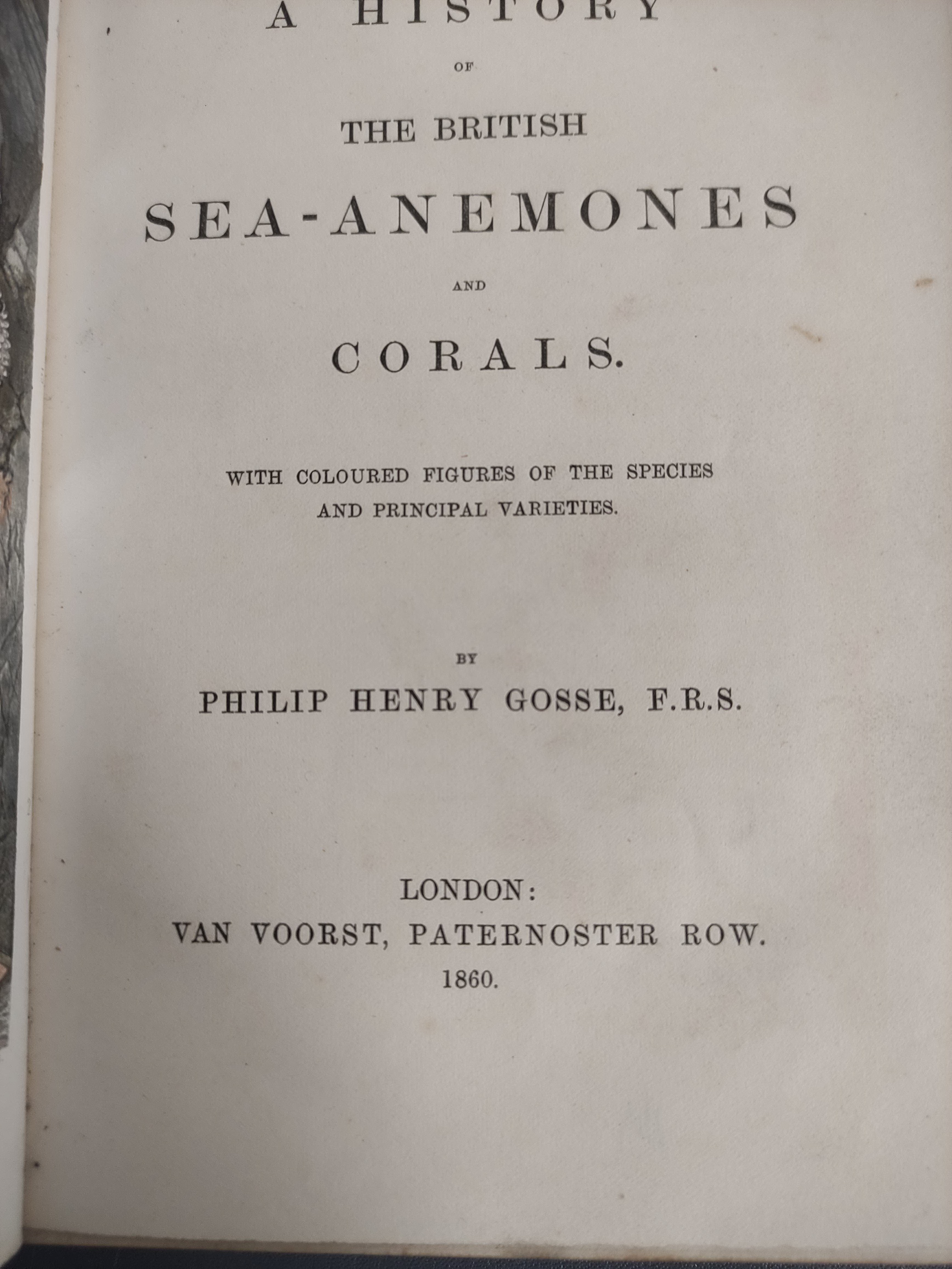 GOSSE PHILIP H.  A History of the British Sea-Anemones & Corals. Good chromolitho plates & text - Image 4 of 12