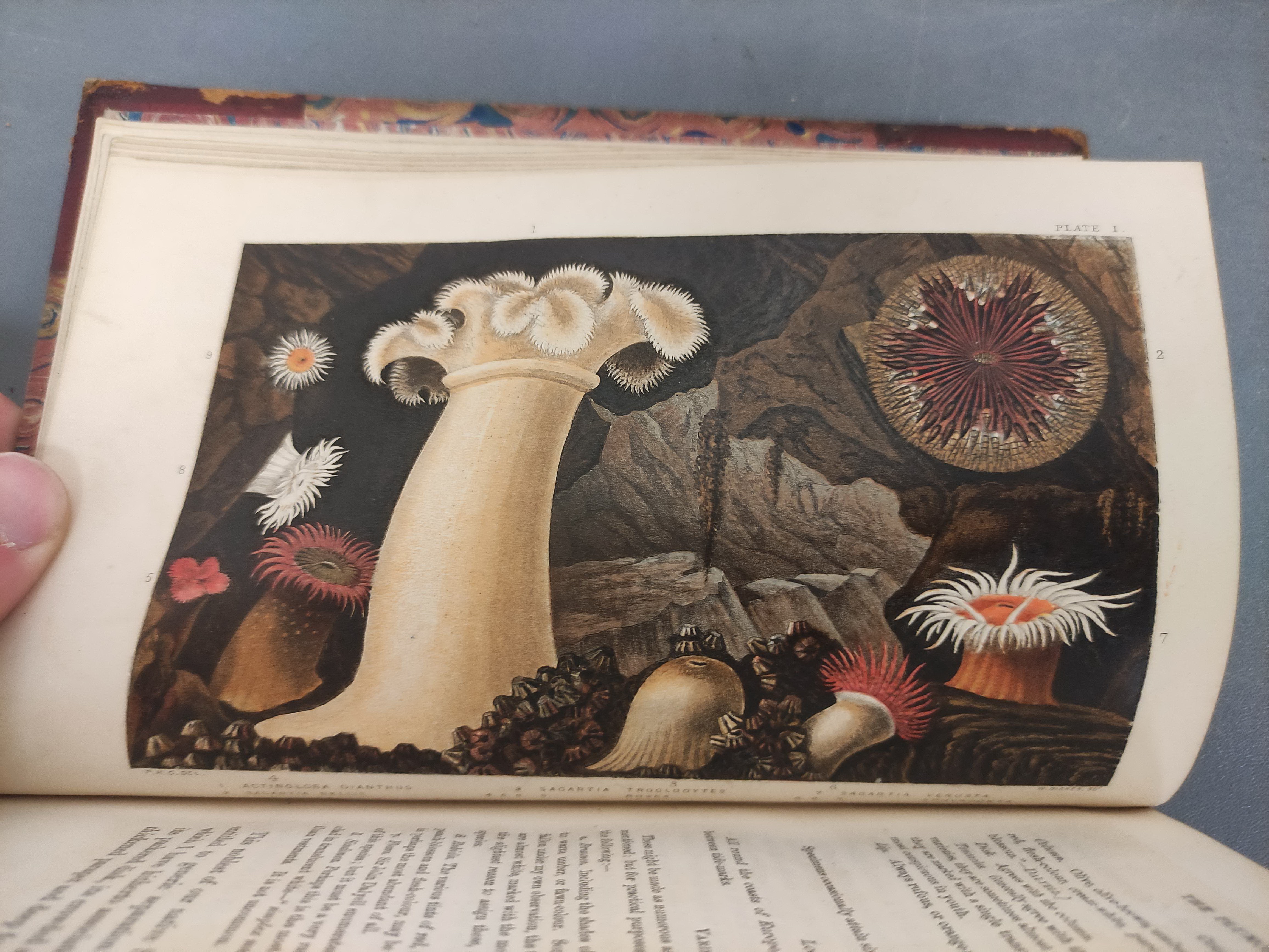 GOSSE PHILIP H.  A History of the British Sea-Anemones & Corals. Good chromolitho plates & text - Image 7 of 12