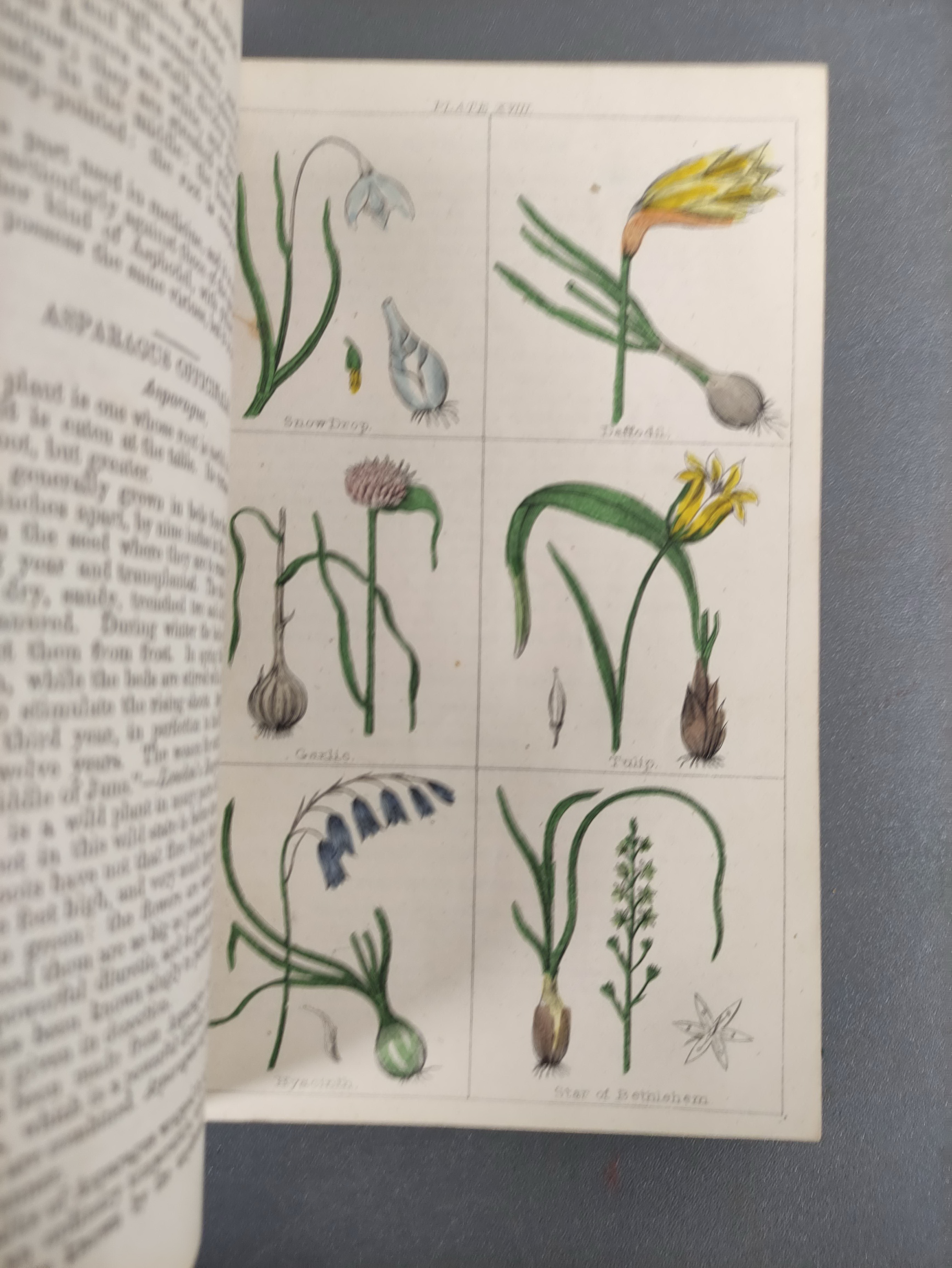 CLARK W. M. & BROOK R. (Pubs).  The Cyclopaedia of Botany or A Correct History & Description of - Image 6 of 12