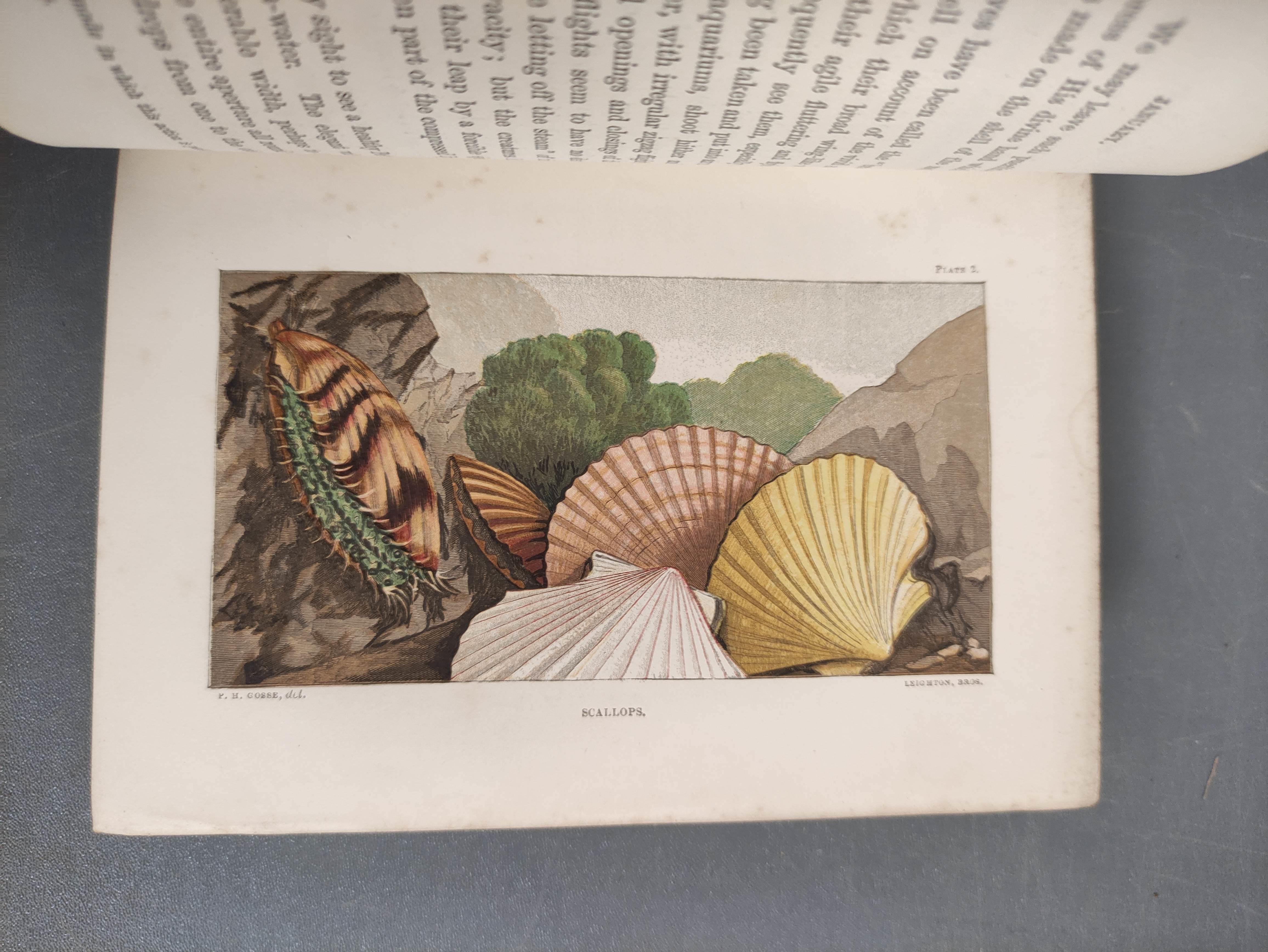 GOSSE PHILIP H.  A History of the British Sea-Anemones & Corals. Good chromolitho plates & text - Image 11 of 12