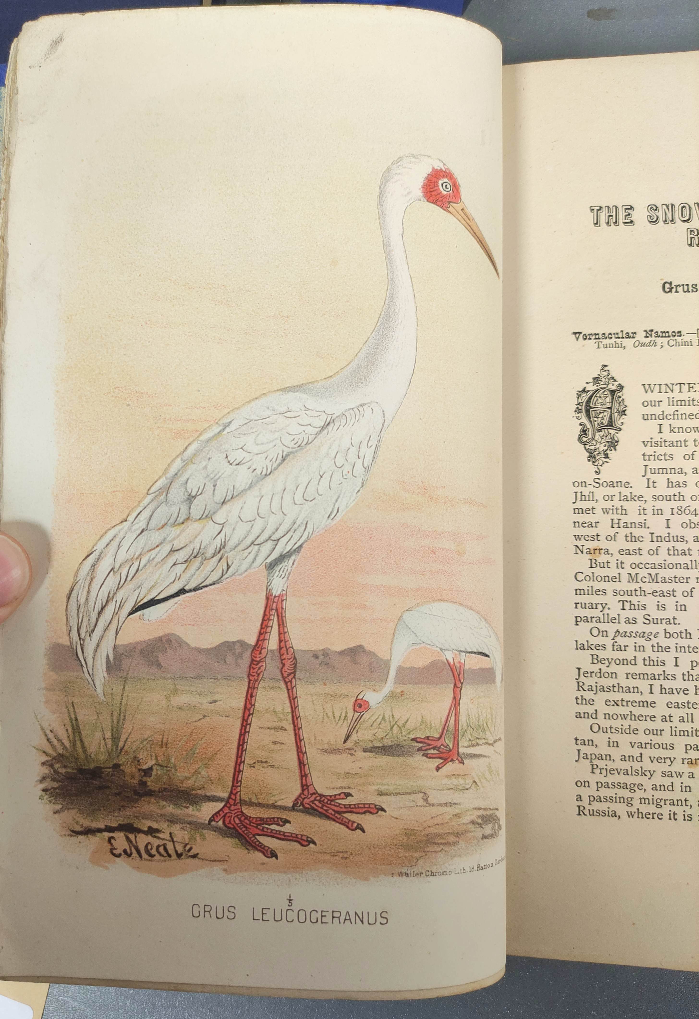 HUME A. O. & MARSHALL C. H. T. (Pubs).  The Game Birds of India, Burma & Ceylon. 3 vols. Eng. - Image 11 of 11