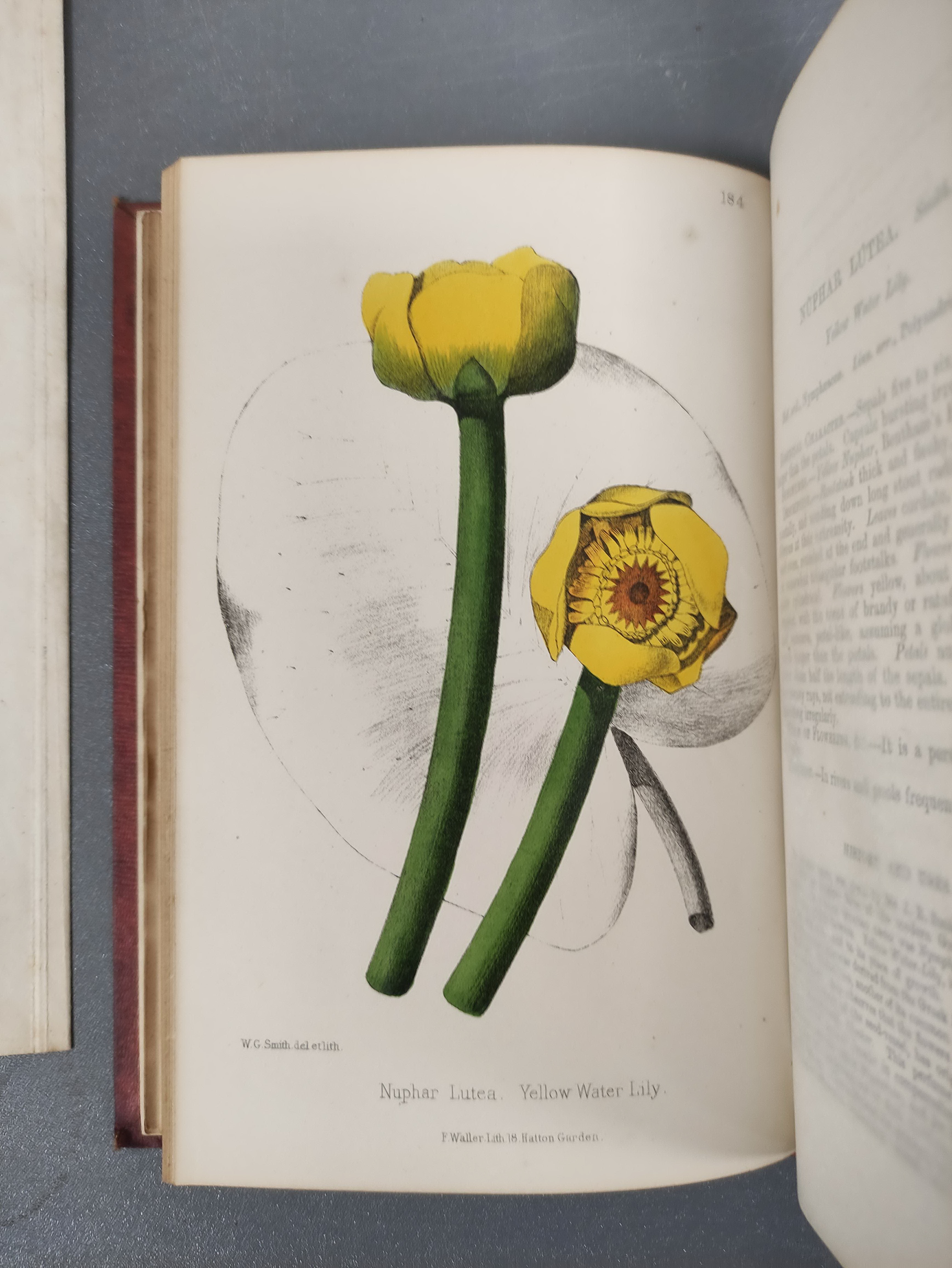 HOGG R. & JOHNSON G. W.  The Wild Flowers of Great Britain. Vols. 3, 6, 8 & 10. Many col. plates. - Image 6 of 8