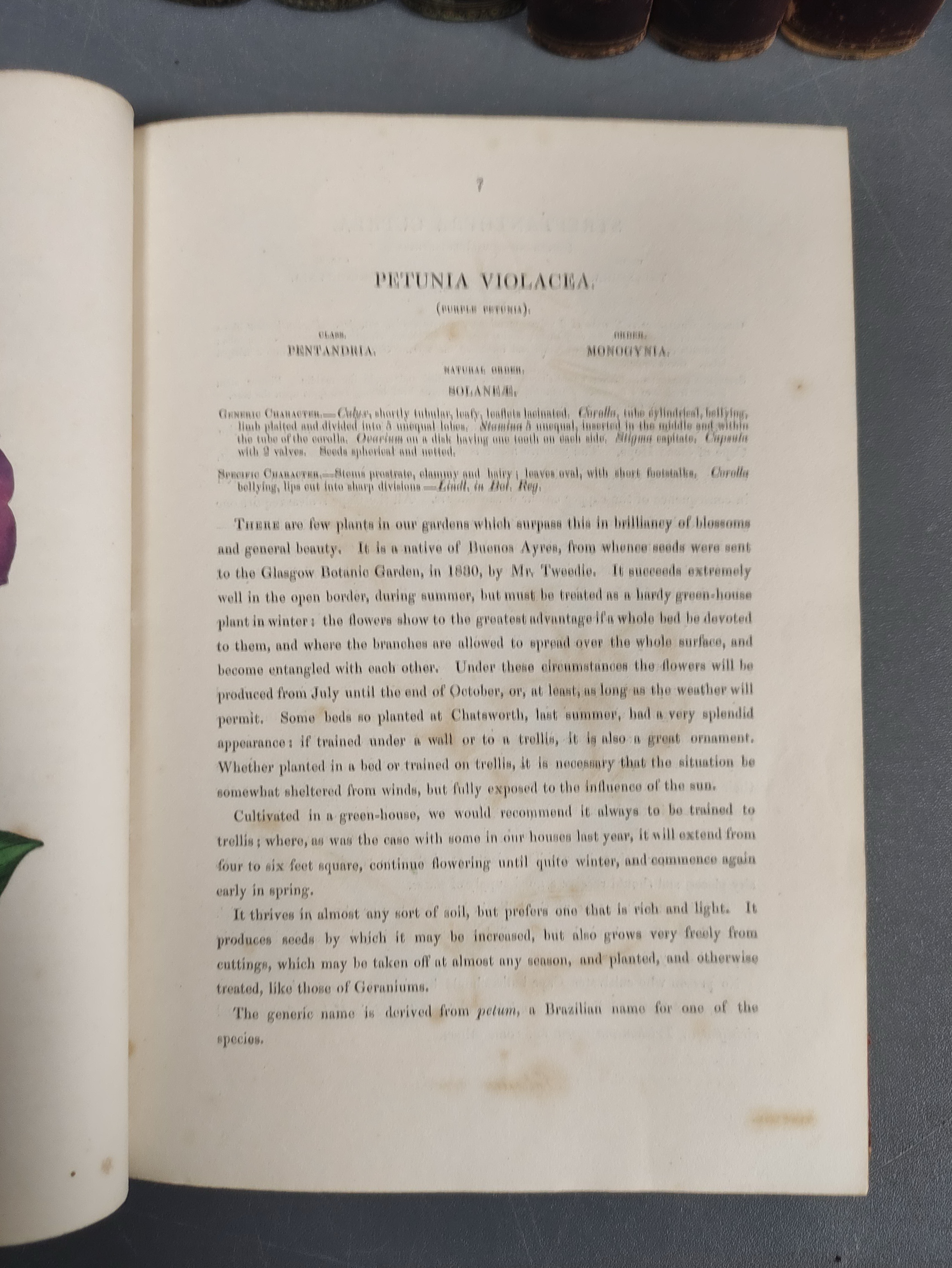 PAXTON JOSEPH.  Paxton's Magazine of Botany. Vols. 1 to 4. 151 hand col. plates plus text illus. - Image 6 of 11