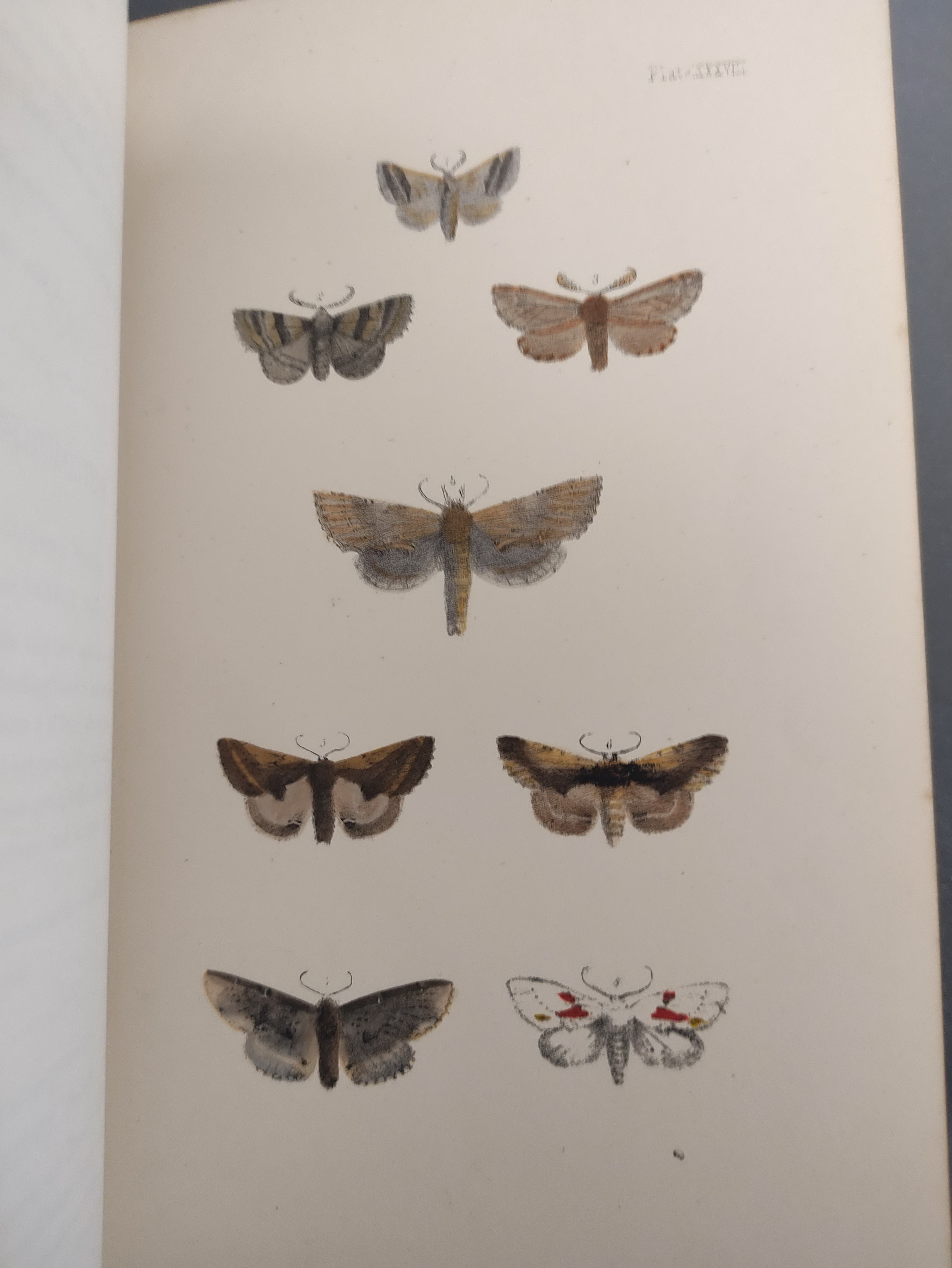 MORRIS REV. F. O.  A Natural History of British Moths. 4 vols. Many col. plates. Large 8vo. Orig. - Image 8 of 9