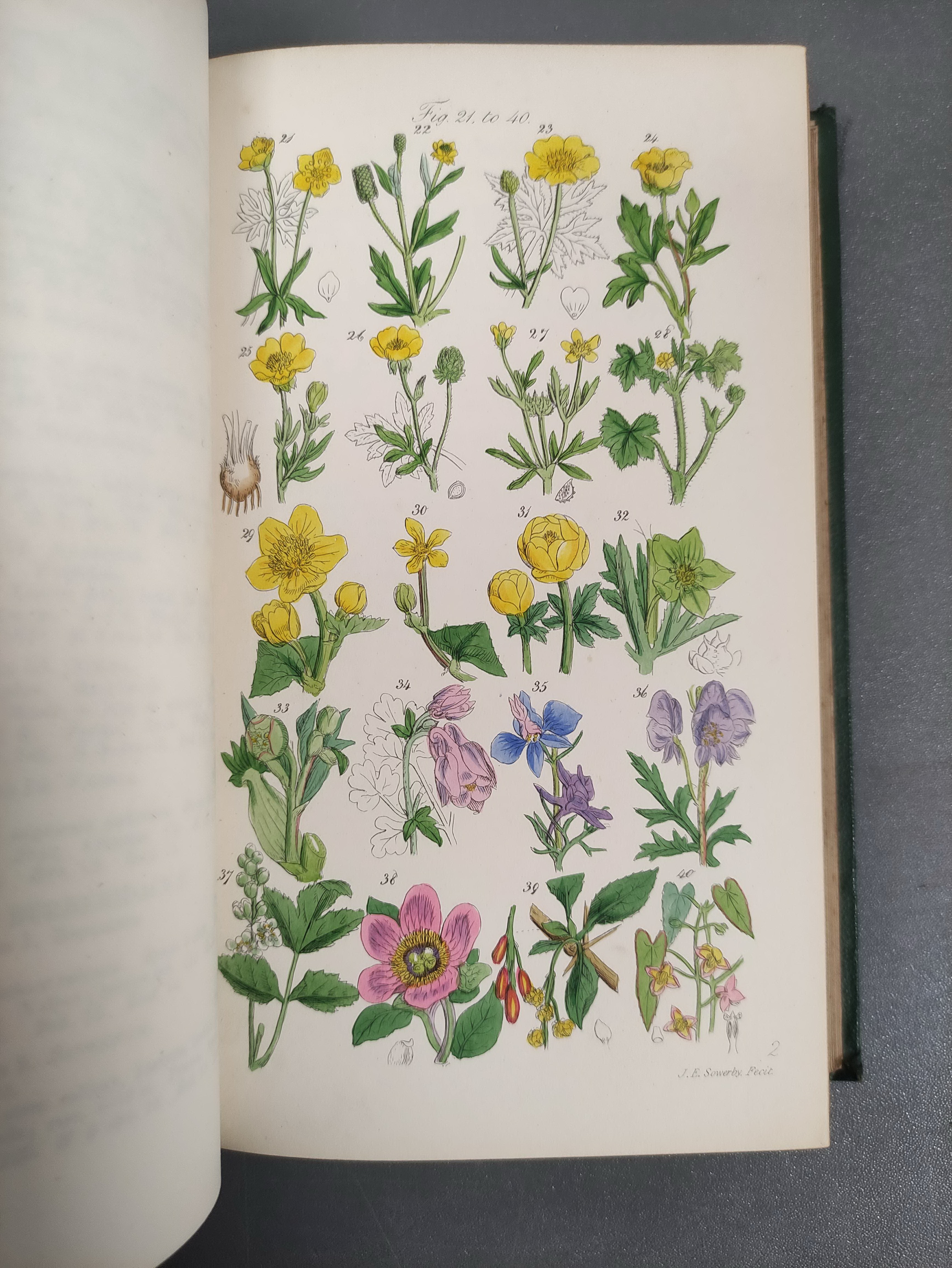 SOWERBY J. E. & others.  English Botany or Coloured Figures of British Plants. 161 col. plates. - Image 7 of 17