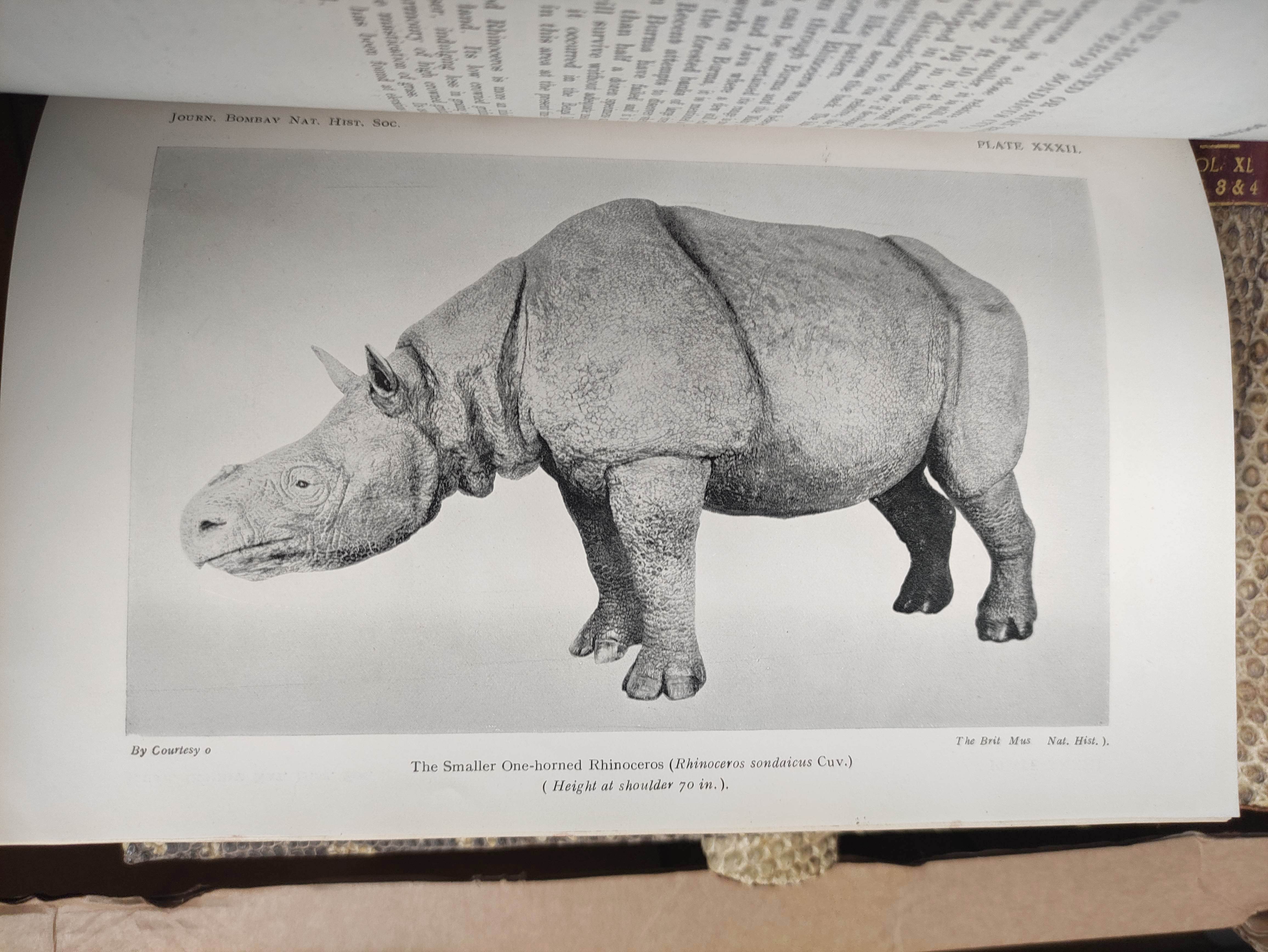 BOMBAY NATURAL HISTORY SOCIETY.  The Journal. Vols. 37 to vol. 42 (nos. 1 & 2) in eleven. Many - Image 5 of 7