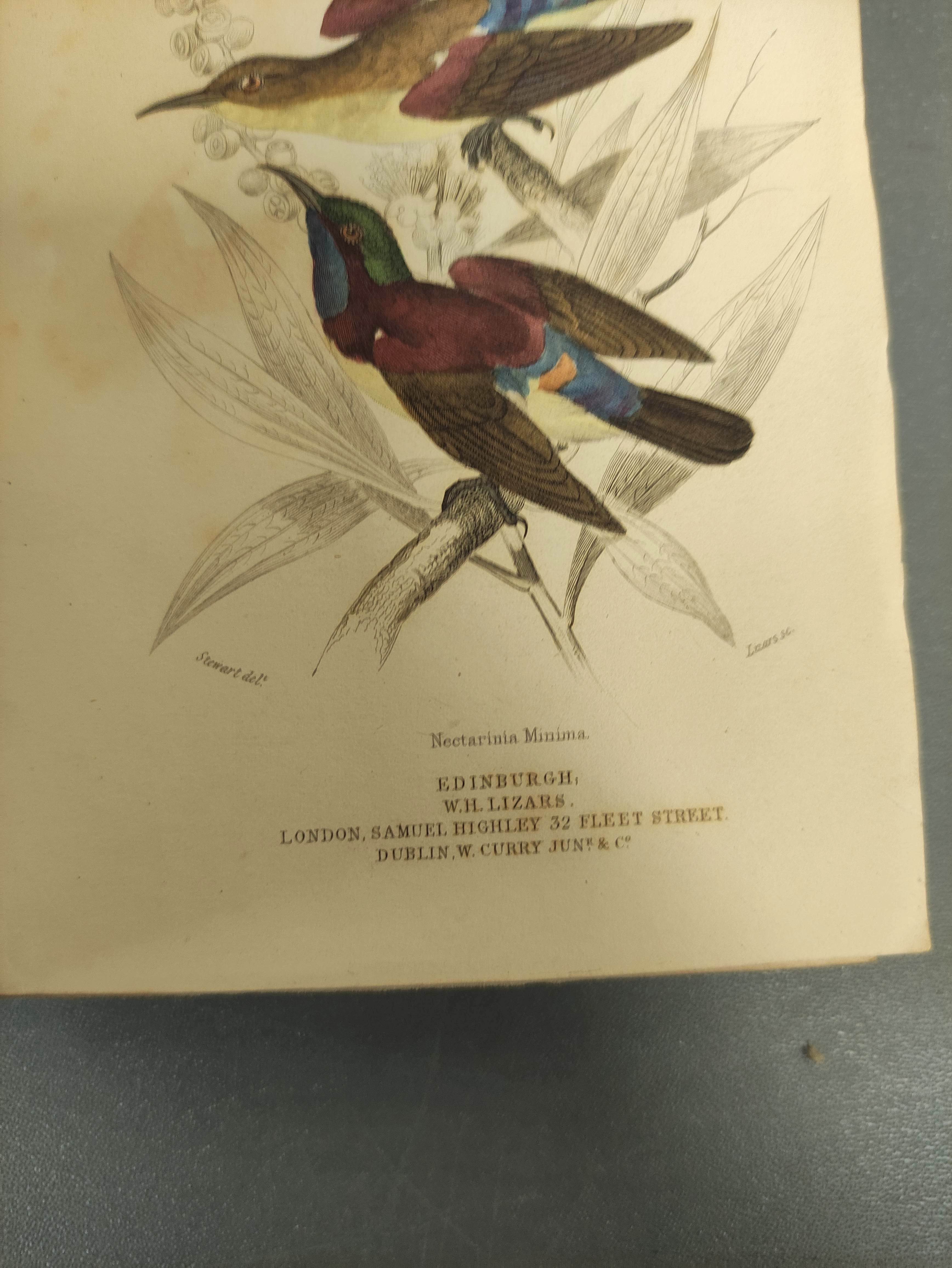 JARDINE SIR WILLIAM.  The Naturalist's Library. Ornithology vols. 1 & 2 re. Humming Birds. Eng. - Image 9 of 16
